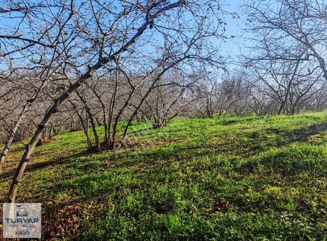 Turyap'tan Kandıra Sarıahmetlerde 14,709 M2 Satılık Fındıklık