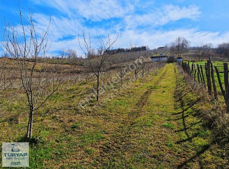Turyap Körfezden Böğürgen Seferlerde Satılık 14.381 M2 Fındıklık