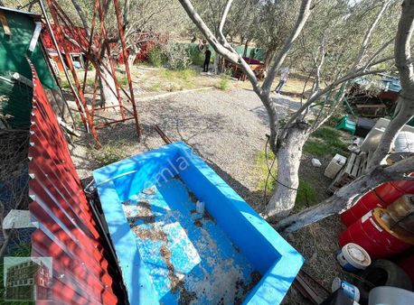 Adıgüzelden Havran Da Ana Asfalta Cephe 1233 M2 Zeytinlik