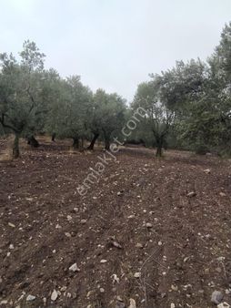 Manisa Saruhanlı Büyükbelen’de Zeytinlik Acil Satılık