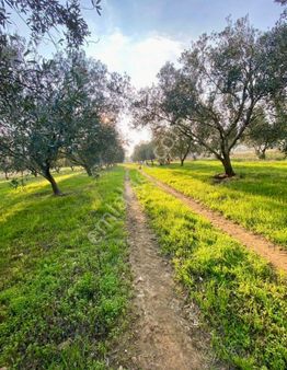 Tire Derebaşı Mahallesin De Yatırımlık Zeytinlik