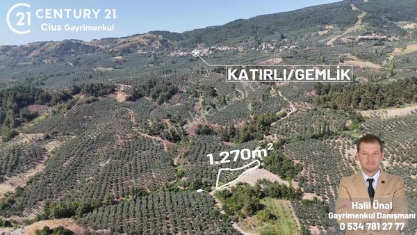 C21 Cius; Katırlı 1270 M² Yola 90m Cephe Satılık Zeytinlik