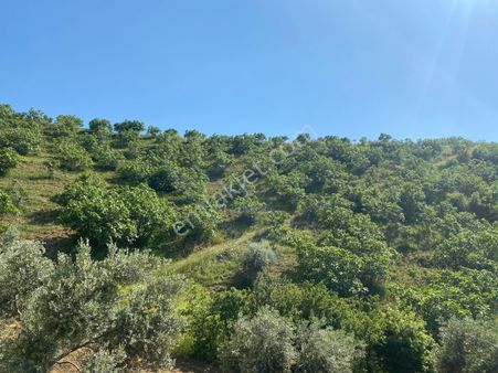 Hazar Gayrimenkul'den Beydağ Yukarıaktepe De Yatırımlık İncir Bahçesi