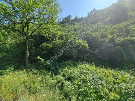 Akgün Kurumsal'dan Salıpazarında Satılık Fındık Bahçesi