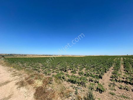 Edirne Uzunköprü De Bustakil 45 Dönüm Tek Tapu Tarlamiz Satılık