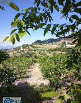 Konyaaltı Doyranda 4380m² Elektirik Ve Suyu Olan Fırsat Tarla