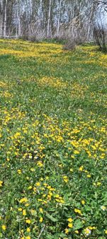 Kuş Sesleri İçinde Huzur Bahçesi