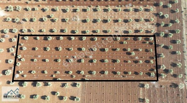 Satılık 6.520 M2 Zeytin Ve Bağ Merkeze Yakın