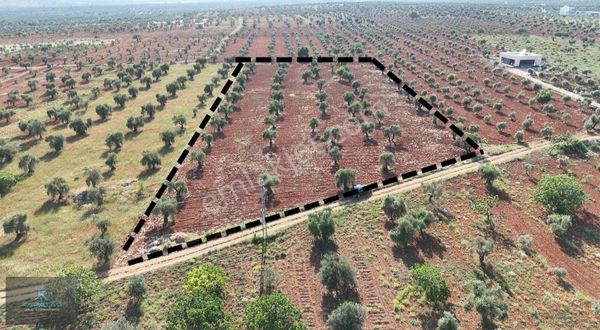 M.abdi Bulut Tapulu Satılık 7.500 M2 Zeytinlik Elektrik Başında