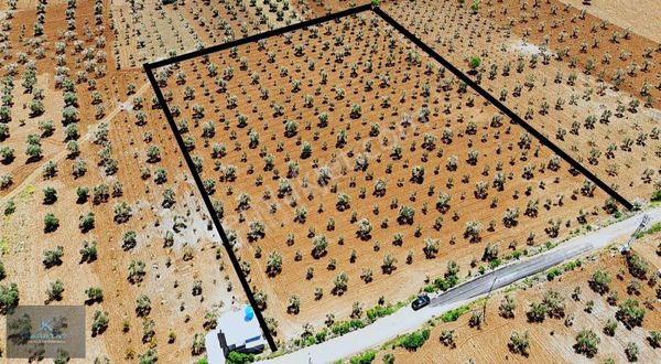 Karataş Emlaktan Acar Tapulu Asvalt Üstü Satılık Zeytinlik Mülk