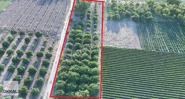 Okkalı Emlak Tan Menemen Yayla Mah De Satılık Bahçe