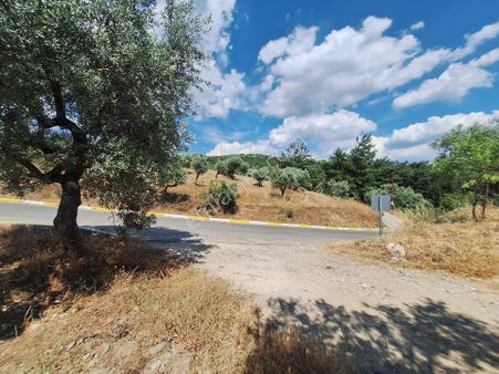 Torbalı Bozköy De Tek Tapu 3668 M² Satılık Zeytinlik