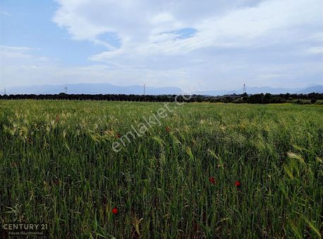 İzmir Menderes Develi'de Hisseli Satılık Tarla
