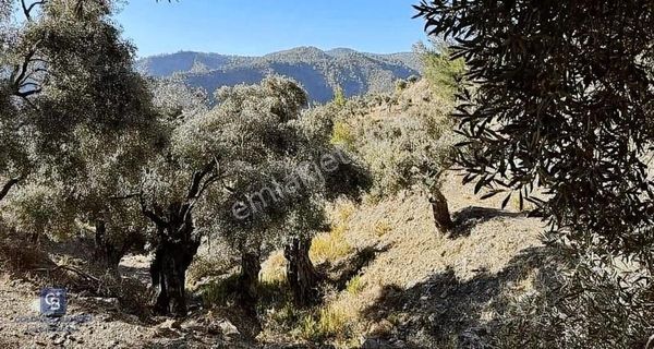 Seferihisar Beyler'de 30.555 M2 Zeytinlik