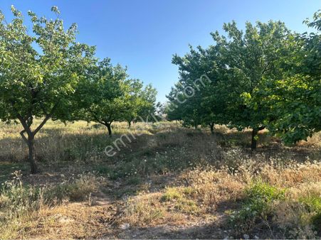 Furkan Doğan’dan Havaalanı Yanın’da Acil Satılık 14 Dönüm Satılık Kayısı Bahçesi