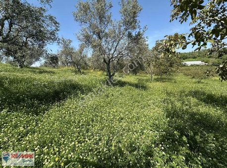 Çınarcık Çalıca'da Satılık 21,700 Metre Zeytin Ve Ceviz Bahçesi