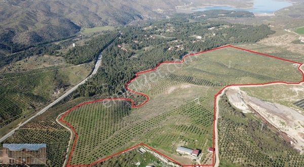 Satılık Adala'da 360.230m2 Zeytinlik