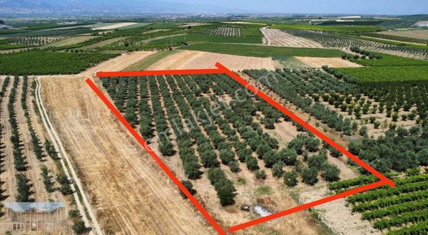 Satılık Akviranda Suyu Mevcut 11 Dönüm Verimli Zeytinlik