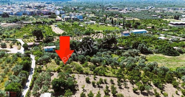 Kemalpaşa Armutlu'da Satılık Elektriği Suyu Olan 2569m2 Bahçe