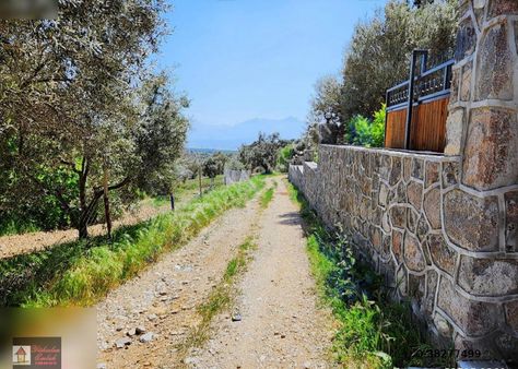 Kemalpaşa'da Satılık Tek Tapu 1325m2 Zeytinlik