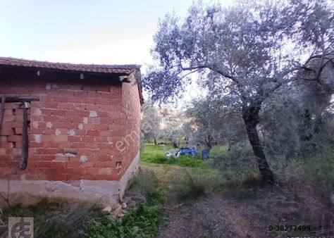 Akkuş Emlaktan İmar Sınırında Verimli Zeytinlik