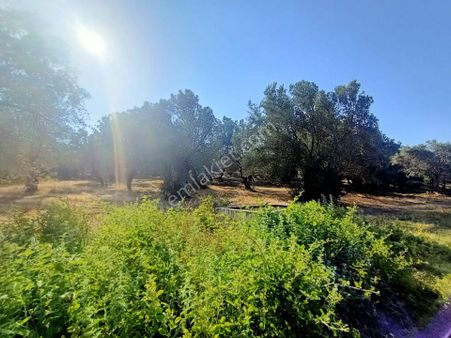 Uygar Gayrimenkul Havran Hamambaşı Mah Satılık 2850 M2 Zeytinlik
