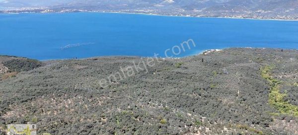 Bandırma Edincik’te 2.145 M² Satılık Zeytinlik – Yatırıma Uygun Fırsat Arazi