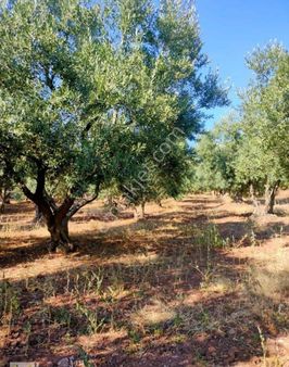 Bandırma Edincik Mahallesinde 830m2 İçerisine Bungalov Ve Tiny House Yapımına Uygun Satılık Arazi