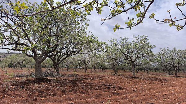 Oğuzeli-subaşın’da 1361m2 Fıstıklık