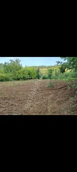 Maden Mahallesinde Satılık Ceviz Bahçesi