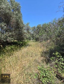 Karacaörende İmara Yakın Zeytinlik