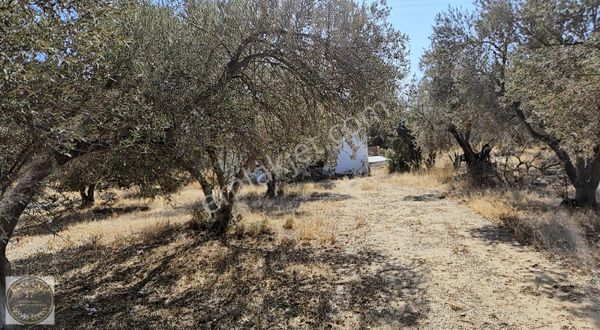 Tavaklı İskelesinde 621m2 Arsa İçinde 2+1 Müstakil Ev