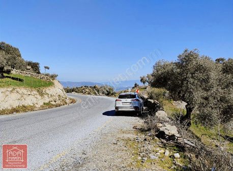 Aydın Karpuzlu'da Satılık 2,5 Dönüm Zeytinlik