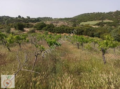 Manisa Sarıgöl Güneydamlarında Satılık Tarla