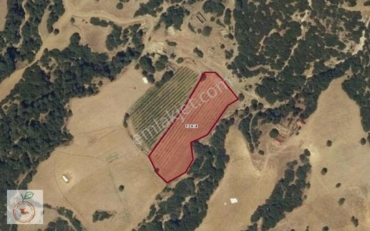 Manisa Sarıgöl Ormana Cephe Satılık Tarla