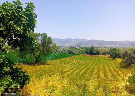 Muğla Milas Hisarcık'ta Köyiçi Etrafı Çevirili 4538m2 Tarla