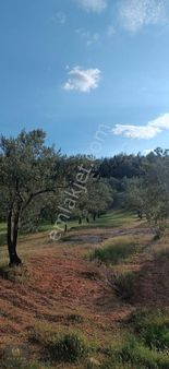 Bergama Tekkedere Mahallesindeb Tek Tapu 13.306 M2 Satılık Tarla