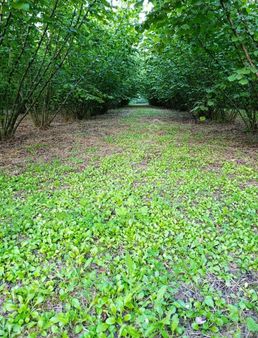 Satılık Fındık Bahçesi