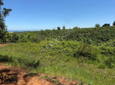 Ortanca Köyünde 2654 M2 Yerleşim İçinde Satılık Fındık Bahçesi