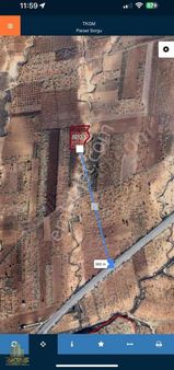 Zeytinlide Bakımlı Yetişkin Fıstık Bahçesi