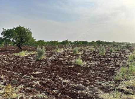 Bozcada Mükemmel Konumda İster Bağevlik İster Yatırımlık Zeytin