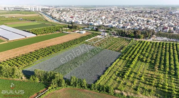 Küçük Dikili'de İmar Bölgesine Komşu 12 Dönüm Mandalina Bahçesi