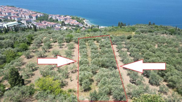 Kocaeli Karamürsel Tepeköy Satılık %5 İmarlı 726 M2 Zeytinlik