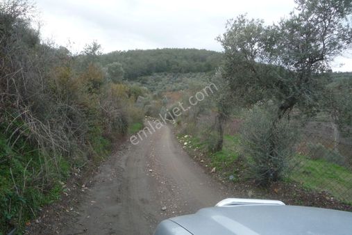 İzmir Torbalı Gold Emlaktan Satılık Meyve Bahçesi