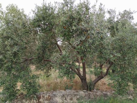 Aydın/kuyucak Merkez'de Orman Deposu Yanı Yol Kenarı 350 Adet Bakımlı Verimli Zeytinlik