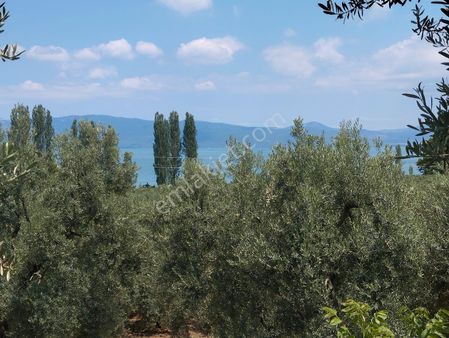 Beka Gayrimenkul Den Narlıca Köyünde Göl Manzaralı Göle 150 Metre Düz Zemin Zeytinlik