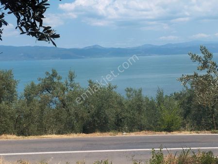 Beka Gayrimenkul'den Narlıca Köyünde Muhteşem Göl Manzaralı Köye Yakın 888 M² Zeytinlik