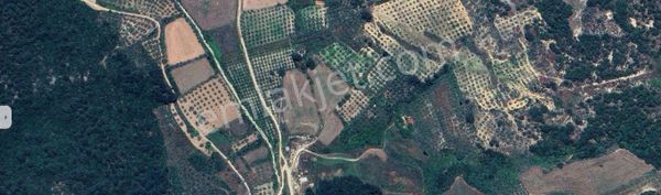 Muğla Menteşe Kafaca Da 6350 M2 Tarla Satılık
