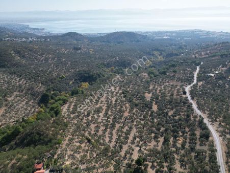Poyraz Gayrimenkul'den Kavlaklar'da Deniz Manzaralı 20dönüm Zeytinlik