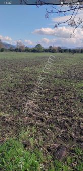 Muğla Köyceğiz Köyceğiz Mahallesinde 11 450 M2 Satılık Tarla